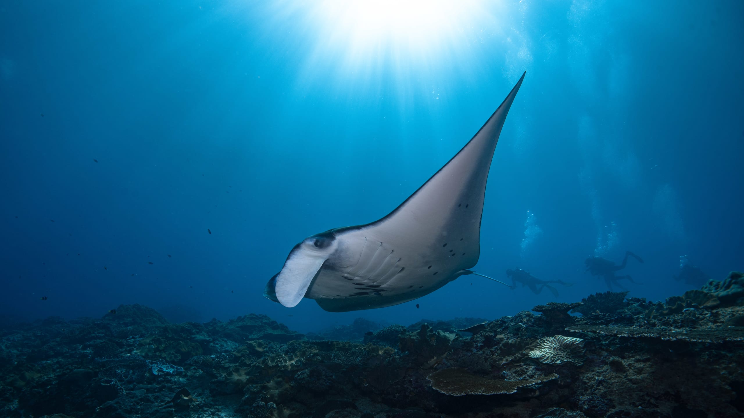 Nusa Penida Diving